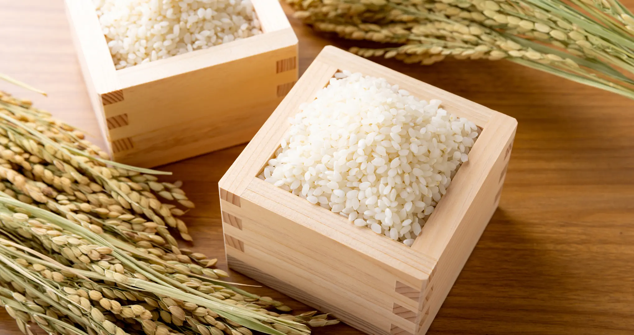 Close-up of two wooden masu (measuring boxes) filled with white Japanese rice, placed next to bundles of dried rice stalks.
