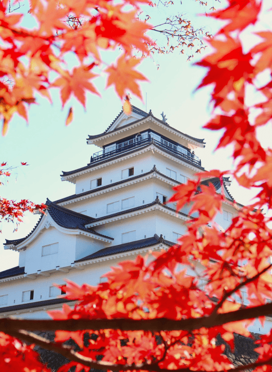 Tsuruga Castle (Aizu-Wakamatsu Castle) main keep, a white structure with dark roofs, framed closely by vibrant, bright red autumn maple leaves.