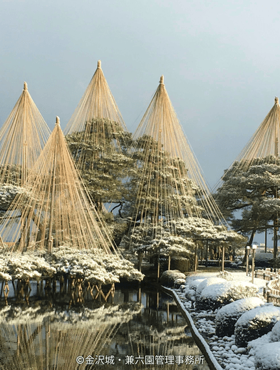 Winter scene at Kenroku-en Garden with snow-covered pine trees protected by conical yuki-tsuri ropes, reflected perfectly in the surface of the pond.