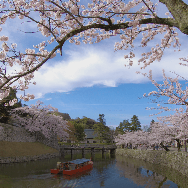 A scenic view of Hikone Castle moat in spring, framed by pink cherry blossoms. A red tour boat sails on the water, passing stone walls, under a bright blue sky.