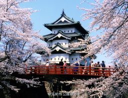 Cherry blossoms illuminated at night reflecting on the Hirosaki Park moat.