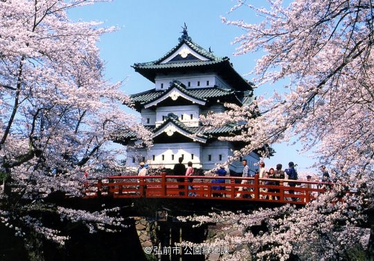 Cherry blossoms illuminated at night reflecting on the Hirosaki Park moat.