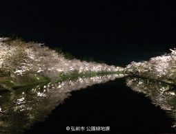 A stunning night view of the moat at Hirosaki Castle, lined with rows of cherry trees in full bloom illuminated by lights, their white blossoms reflecting perfectly on the still, dark water.