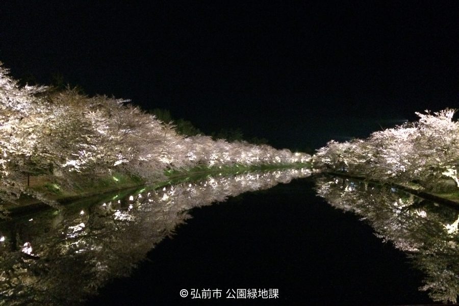 A stunning night view of the moat at Hirosaki Castle, lined with rows of cherry trees in full bloom illuminated by lights, their white blossoms reflecting perfectly on the still, dark water.