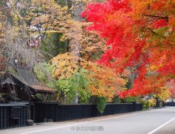 Autumn foliage in red and yellow contrasting with the black wooden fences of the Kakunodate Samurai Residence Street.