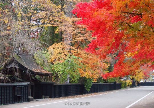 Autumn foliage in red and yellow contrasting with the black wooden fences of the Kakunodate Samurai Residence Street.