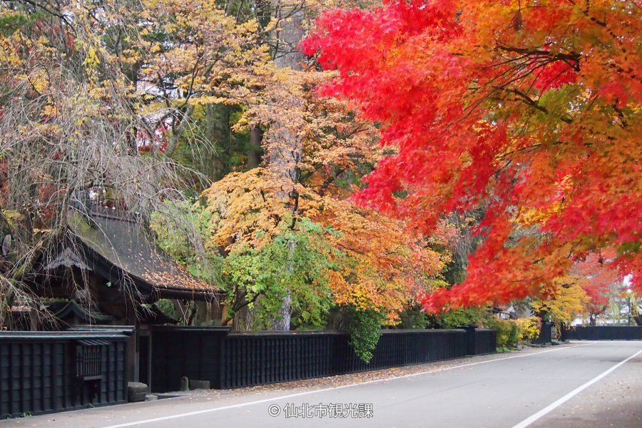 Autumn foliage in red and yellow contrasting with the black wooden fences of the Kakunodate Samurai Residence Street.