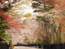 Autumn foliage in red and yellow contrasting with the black wooden fences of the Kakunodate Samurai Residence Street.