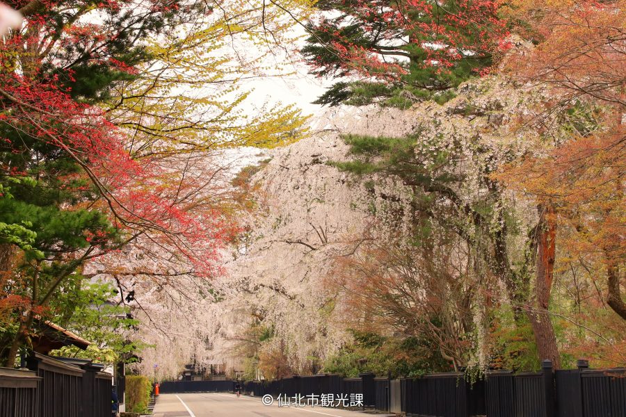 Autumn foliage in red and yellow contrasting with the black wooden fences of the Kakunodate Samurai Residence Street.