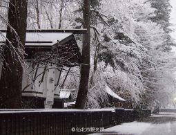 Weeping cherry blossoms in bloom and colorful spring foliage lining the Kakunodate Samurai Residence Street.