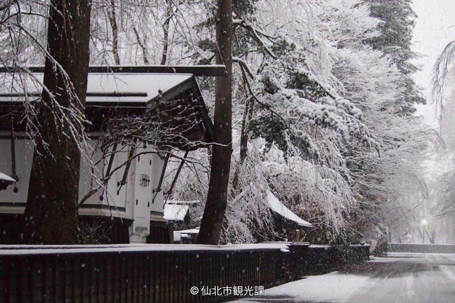 Weeping cherry blossoms in bloom and colorful spring foliage lining the Kakunodate Samurai Residence Street.