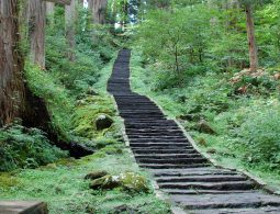 The long, steep stone stairway on Mt. Haguro surrounded by dense green forest and moss-covered ground.