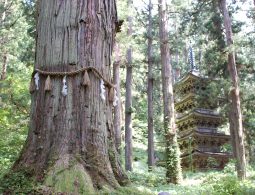 A sacred cedar tree marked with a Shimenawa rope in the foreground, with the Five-Story Pagoda of Mt. Haguro visible through the trees.