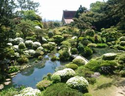A wide view of the Homma Garden (Kakubu-en) pond, featuring a small stone bridge and white flowering shrubs.
