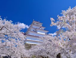 Tsuruga Castle keep surrounded by cherry blossoms under a bright blue sky.