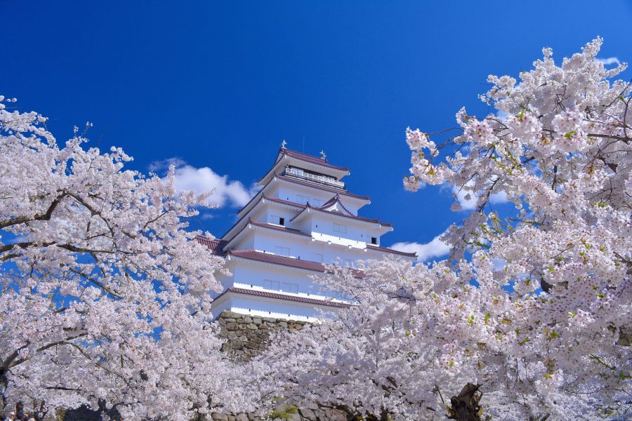 Tsuruga Castle keep surrounded by cherry blossoms under a bright blue sky.
