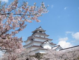 Tsuruga Castle in Aizu-Wakamatsu, Japan, surrounded by cherry blossoms under a blue sky.