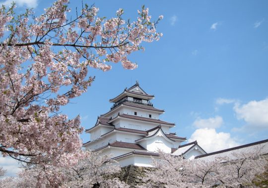 Tsuruga Castle in Aizu-Wakamatsu, Japan, surrounded by cherry blossoms under a blue sky.