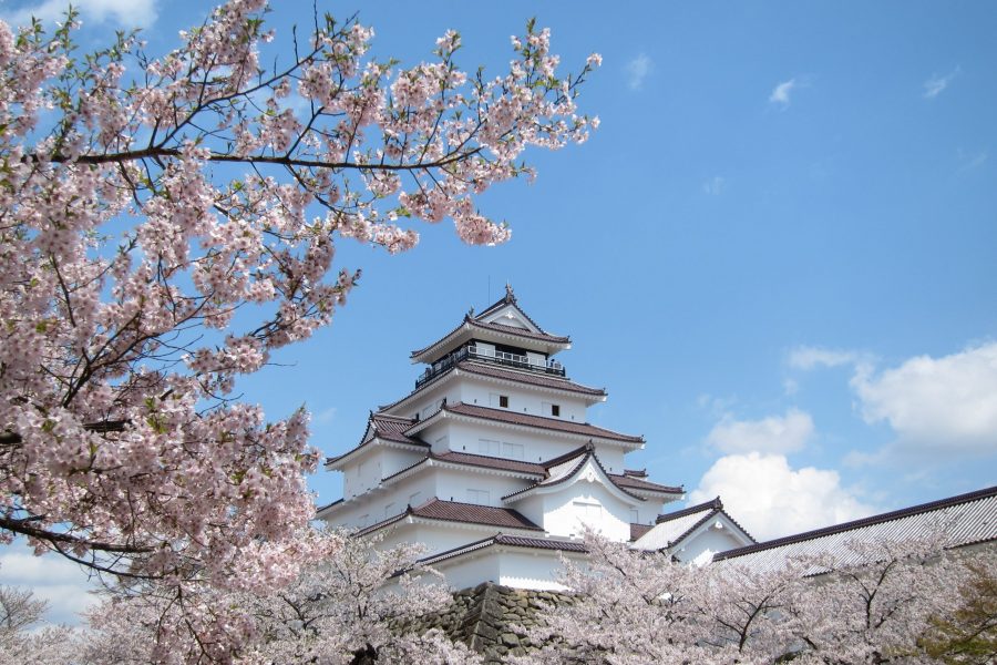 Tsuruga Castle in Aizu-Wakamatsu, Japan, surrounded by cherry blossoms under a blue sky.