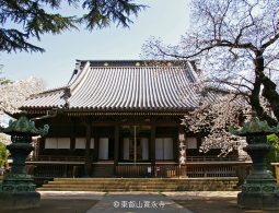 The main hall of Kan'ei-ji Temple in Ueno, Tokyo, featuring a wide tiled roof, surrounded by blooming cherry blossoms in spring, with two large bronze lanterns in the foreground.