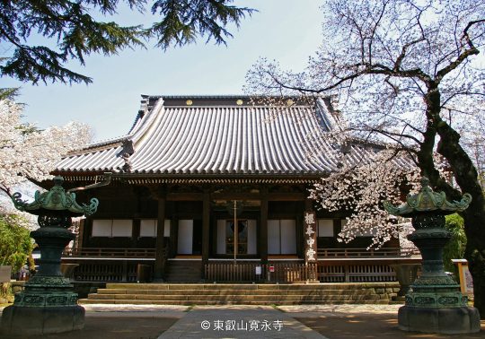 The main hall of Kan'ei-ji Temple in Ueno, Tokyo, featuring a wide tiled roof, surrounded by blooming cherry blossoms in spring, with two large bronze lanterns in the foreground.