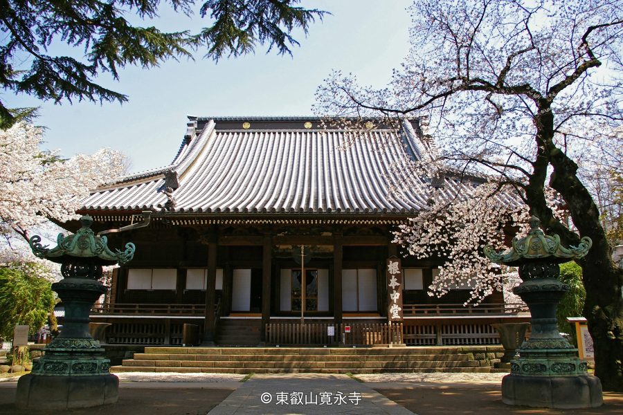 The main hall of Kan'ei-ji Temple in Ueno, Tokyo, featuring a wide tiled roof, surrounded by blooming cherry blossoms in spring, with two large bronze lanterns in the foreground.