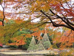 Vibrant autumn foliage with red and orange maple leaves framing the view, with protected pine trees wrapped in yukitsuri ropes in the distance.