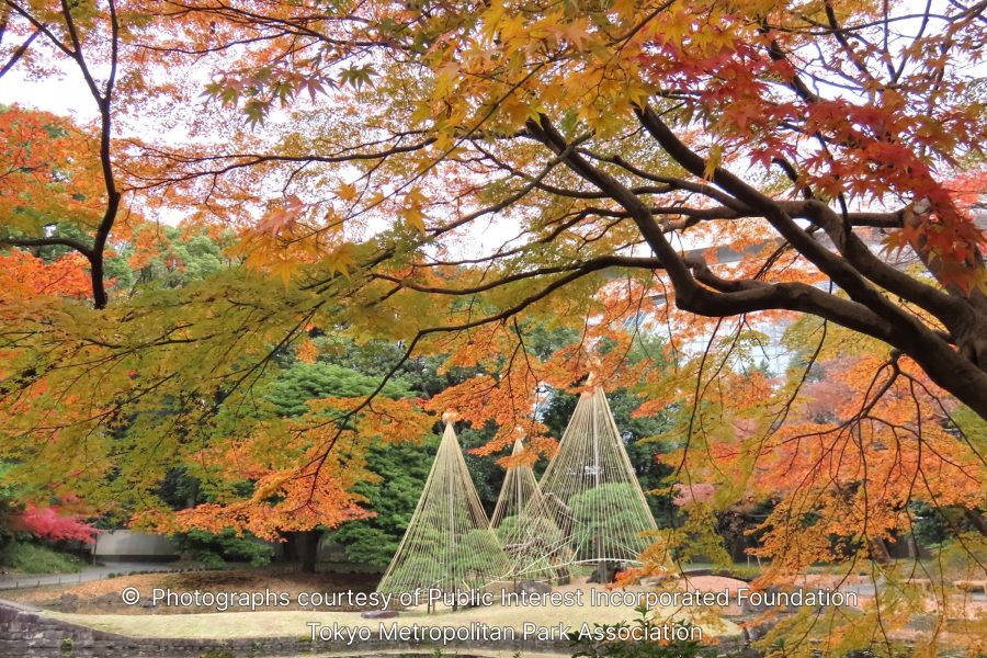 Vibrant autumn foliage with red and orange maple leaves framing the view, with protected pine trees wrapped in yukitsuri ropes in the distance.