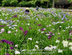 A large field filled with blooming Japanese irises in various shades of purple, white, and pink, with people wearing straw hats visible in the background.
