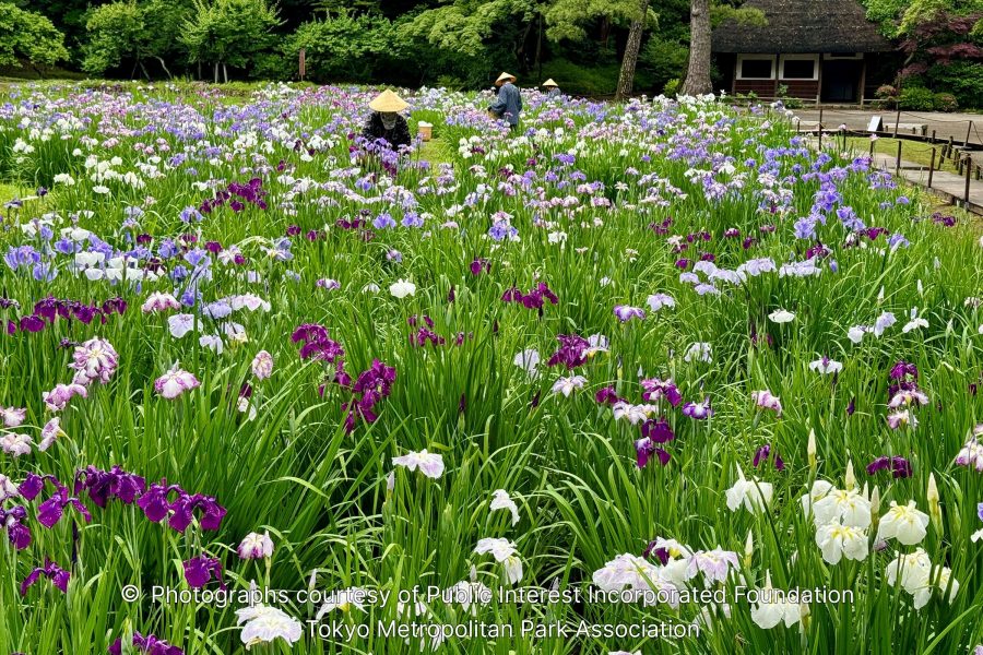 A large field filled with blooming Japanese irises in various shades of purple, white, and pink, with people wearing straw hats visible in the background.