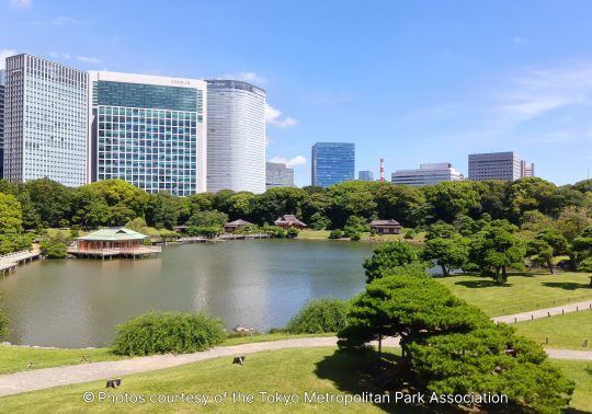 Panoramic view of a large pond and green lawn in Hama-rikyu Gardens, with the Nakajima-no-ochaya teahouse on the water and a backdrop of tall, modern skyscrapers.