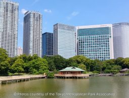 A clear view of the Nakajima-no-ochaya teahouse situated in the large tidal pond, with a wooden bridge and numerous tall skyscrapers defining the city skyline behind the trees.