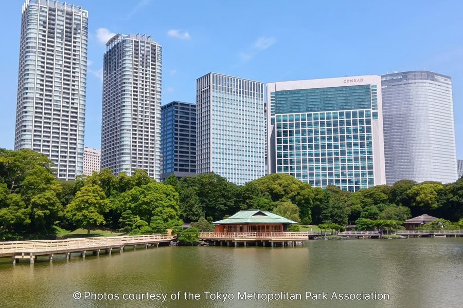 A clear view of the Nakajima-no-ochaya teahouse situated in the large tidal pond, with a wooden bridge and numerous tall skyscrapers defining the city skyline behind the trees.