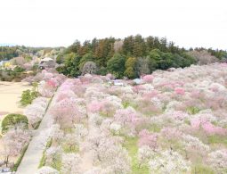 High-angle view of Kairaku-en Garden, covered in white and pink plum blossoms.