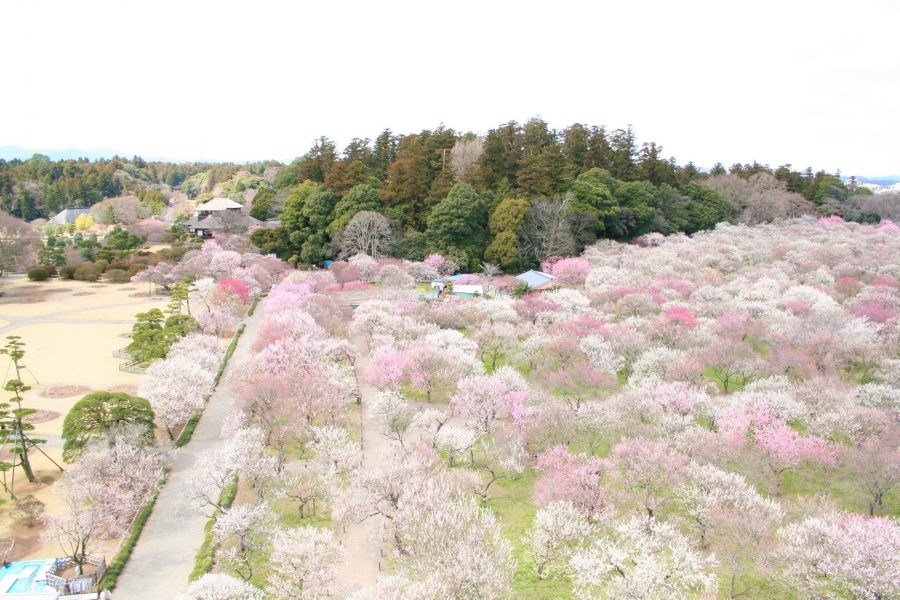 High-angle view of Kairaku-en Garden, covered in white and pink plum blossoms.