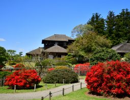 The traditional Kobuntei building seen from the garden, surrounded by vibrant red azalea bushes and green trees.