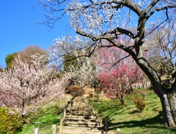 Plum trees in white and pink bloom along a terraced stone and wooden staircase on a sunny day in Kairaku-en.