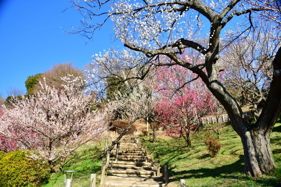 Plum trees in white and pink bloom along a terraced stone and wooden staircase on a sunny day in Kairaku-en.