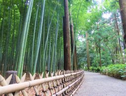 A gravel path leading through the thick bamboo grove area of Kairaku-en Garden, lined with a low bamboo fence.