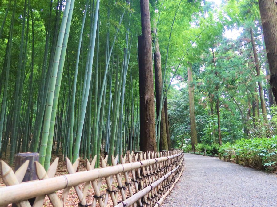A gravel path leading through the thick bamboo grove area of Kairaku-en Garden, lined with a low bamboo fence.
