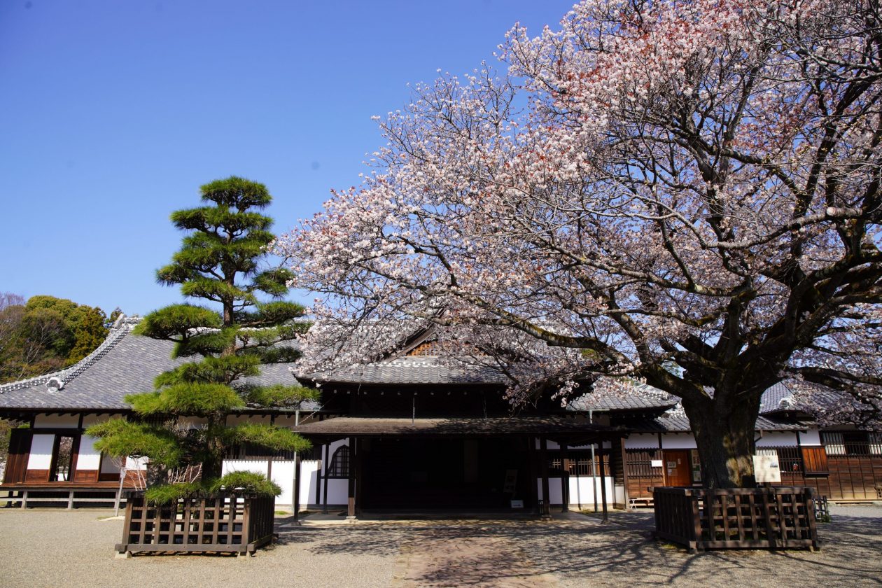 The Kodokan school entrance on a sunny day, framed by a cherry tree in full bloom and a sculpted pine tree.