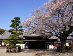 The Kodokan school entrance on a sunny day, framed by a cherry tree in full bloom and a sculpted pine tree.