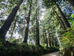 Low-angle view of the towering Japanese cedar trees along the Nikko Cedar Avenue, with bright sunlight shining through the canopy.