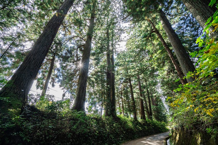 Low-angle view of the towering Japanese cedar trees along the Nikko Cedar Avenue, with bright sunlight shining through the canopy.