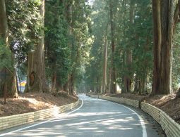 A quiet unpaved path winding through the dense