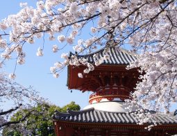 The red and black two-story Tahoto pagoda of Kita-in Temple framed by white cherry blossoms in spring.