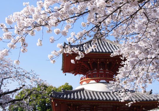 The red and black two-story Tahoto pagoda of Kita-in Temple framed by white cherry blossoms in spring.