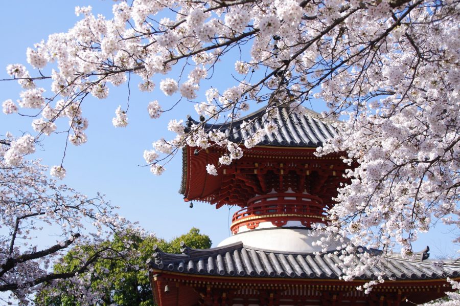 The red and black two-story Tahoto pagoda of Kita-in Temple framed by white cherry blossoms in spring.
