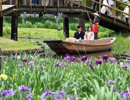 A couple in traditional Japanese clothing enjoys a boat ride on a small river, framed by purple irises and a wooden bridge overhead.