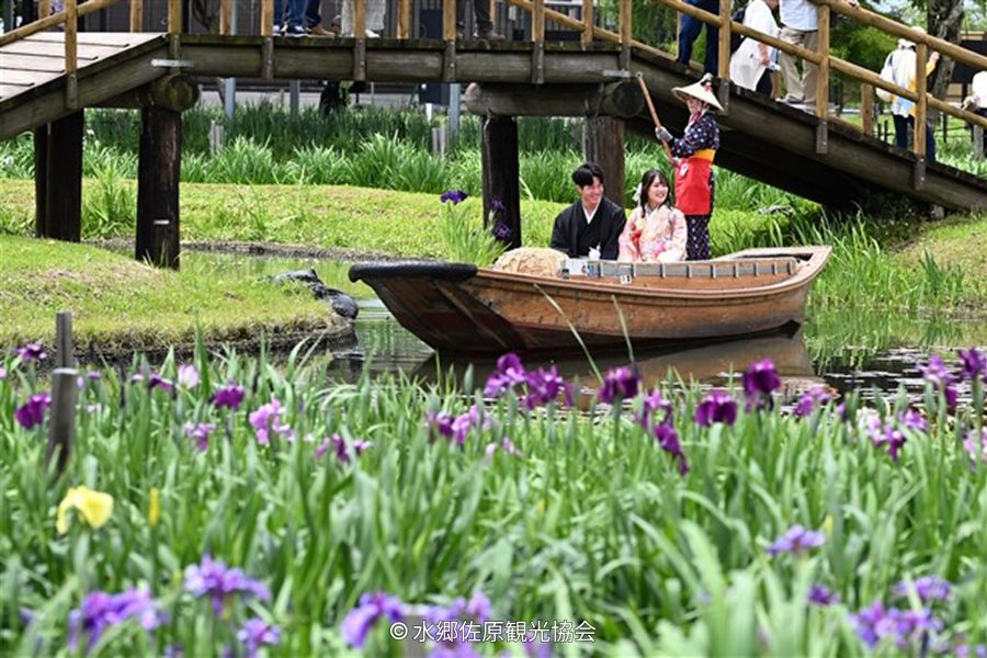 A couple in traditional Japanese clothing enjoys a boat ride on a small river, framed by purple irises and a wooden bridge overhead.